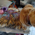 attrape reve chat 2